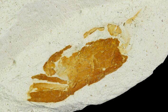 Partial Fossil Pea Crab (Pinnixa) From California - Miocene #128089